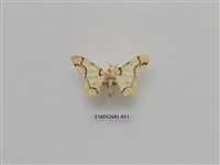 藏品(尺蛾225)的圖片